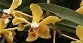 orchidee-madagascar3