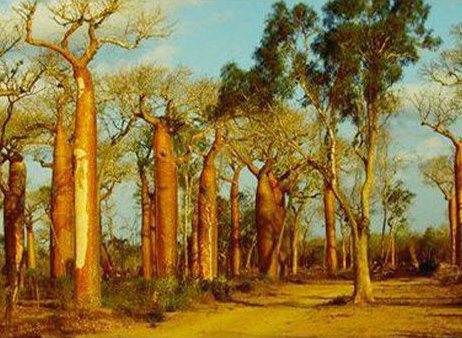 Les Baobabs – sur la route
