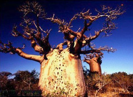 Les espèces de Baobab