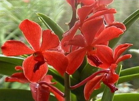 Les orchidées rares
