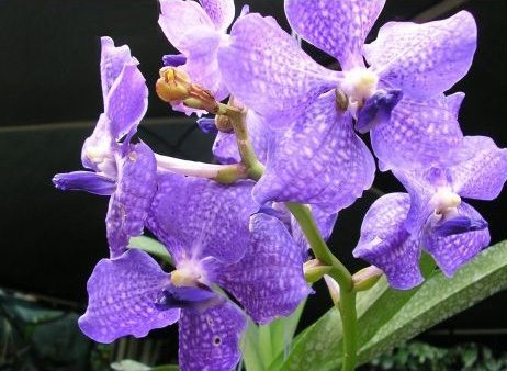 Orchidée Madagascar mille espèces endémiques d’orchidées à Madagascar