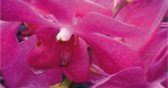orchidee-madagascar2