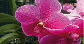 orchidee-madagascar4