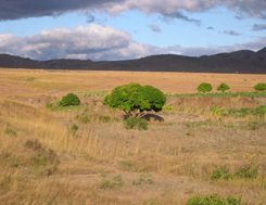 La savane dans l'Oueset de Madagascar