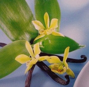 vanille-orchidee-capricieuse2
