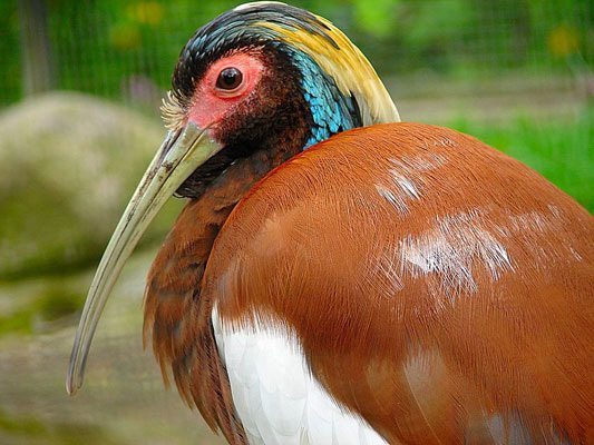 L'Ibis huppé de Madagascar