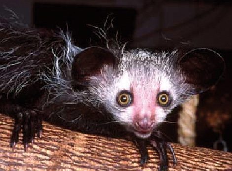 aye-aye