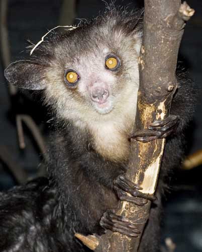 Aye-Aye, Daubentonia Madagascariensis