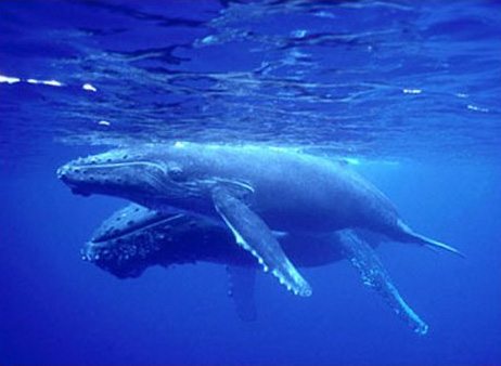 Cétacés – les baleines à bosse