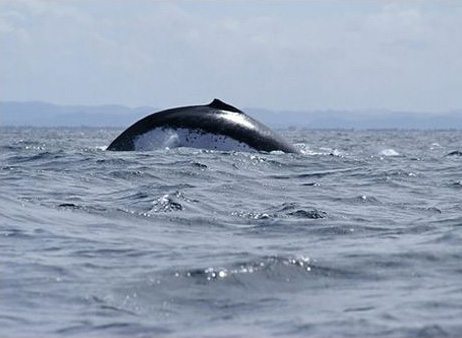 Baleine Madagascar – les cétacés, les dauphins – baleines à bosse Madagascar