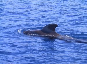 baleines à dents