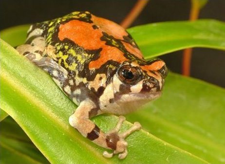 Amphibiens à Madagascar, petites grenouilles multicolores, espèces endémiques