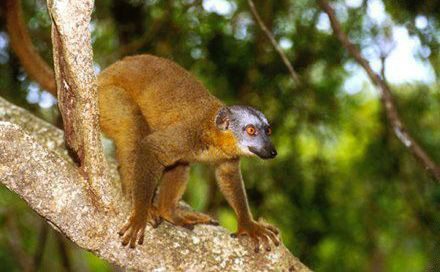 Lémuriens de Madagascar