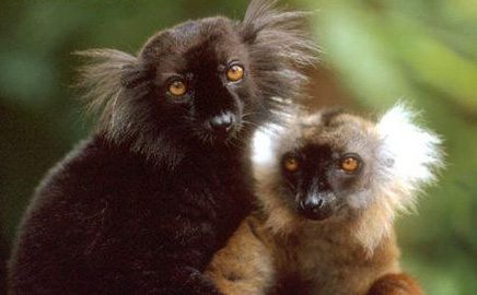 Lémuriens de Madagascar