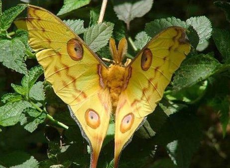 Les papillons – Plus de trois mille espèces