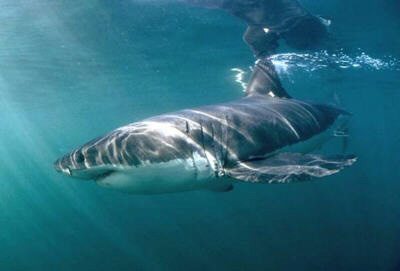 Grand requin blanc